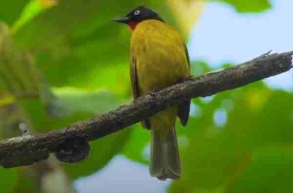 bulbul