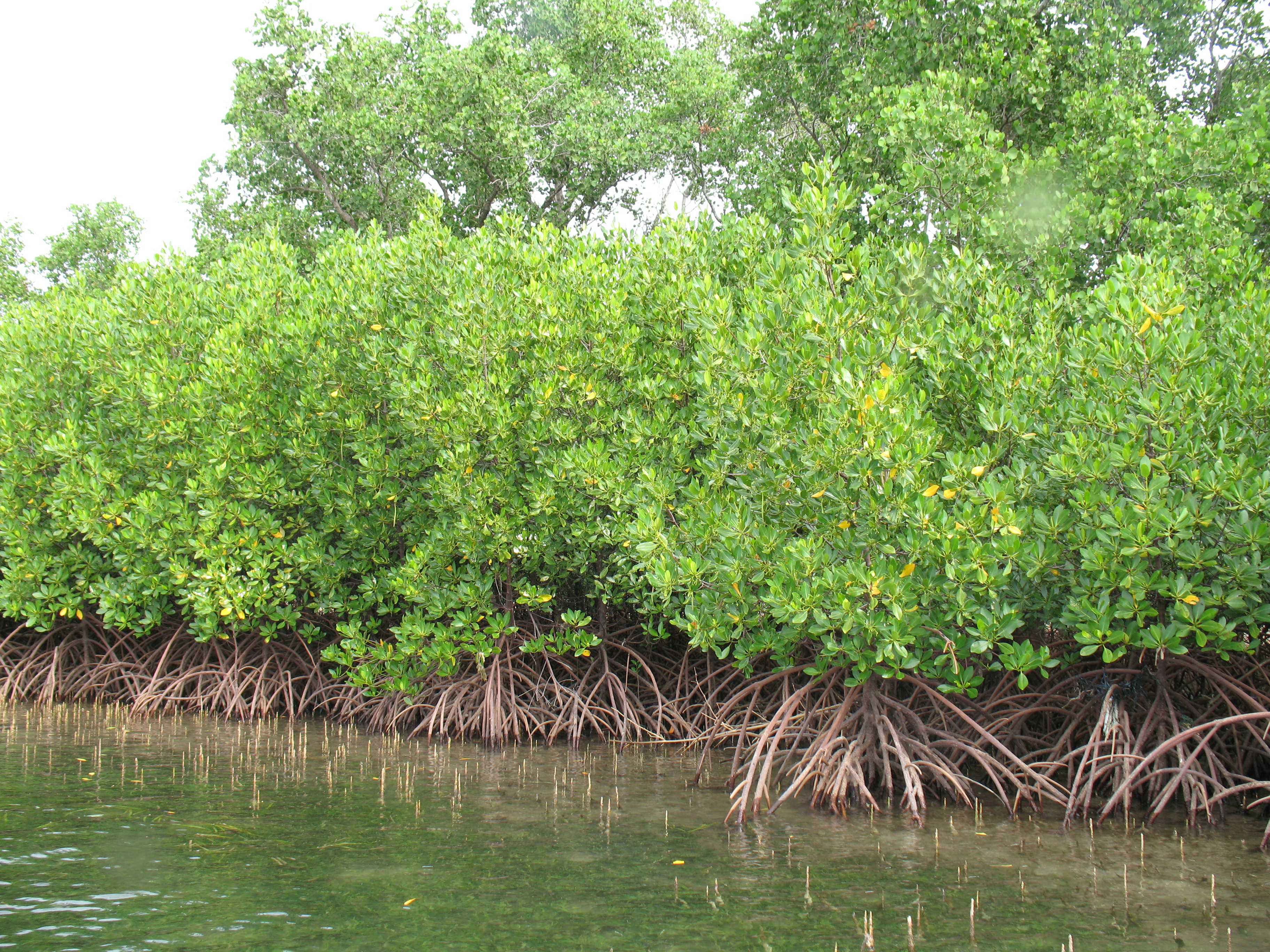 Mangrove